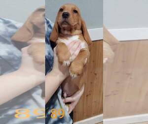 Basset Hound Puppy for sale in CENTRALIA, WA, USA