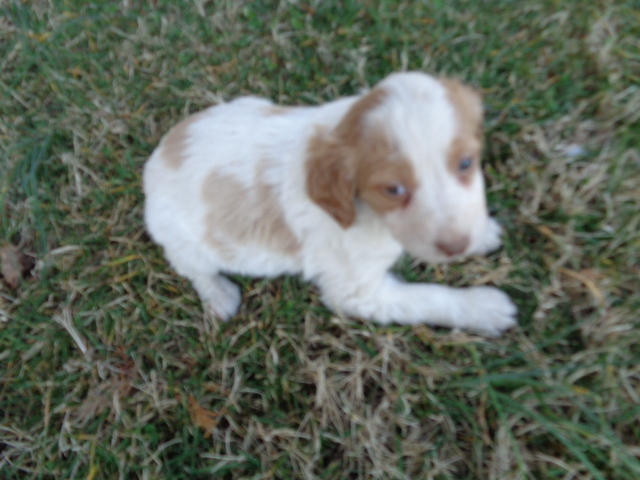 Medium Photo #5 Brittany Puppy For Sale in CATALPA, VA, USA