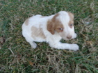 Small Photo #5 Brittany Puppy For Sale in CATALPA, VA, USA