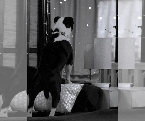 Medium Photo #2 Mutt Puppy For Sale in Shelburne, VT, USA