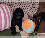 Small Photo #57 Australian Labradoodle Puppy For Sale in W FIELD, NC, USA