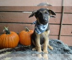 Small Photo #5 German Shepherd Dog Puppy For Sale in HONEY BROOK, PA, USA