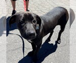Small #8 Labrador Retriever Mix