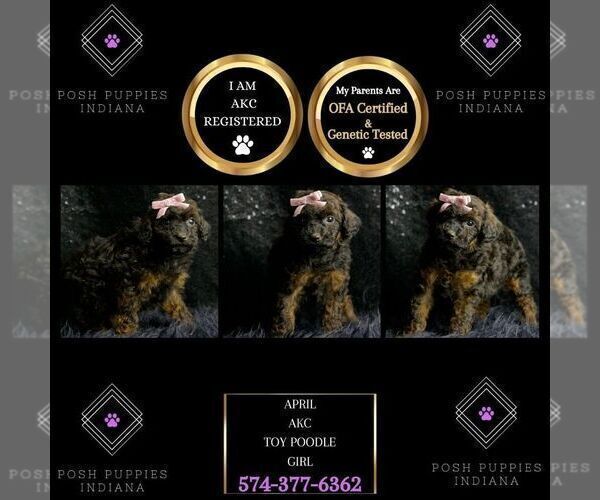 Medium Photo #9 Poodle (Toy) Puppy For Sale in WARSAW, IN, USA