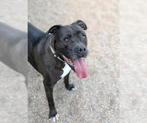 American Pit Bull Terrier Dogs for adoption in Brighton, CO, USA