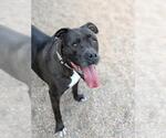 Small American Pit Bull Terrier