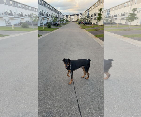 Medium Photo #3 Doberman Pinscher-Unknown Mix Puppy For Sale in Buffalo, MN, USA