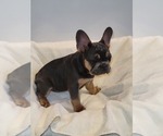 Small Photo #1 French Bulldog Puppy For Sale in FRANKFORD, MO, USA