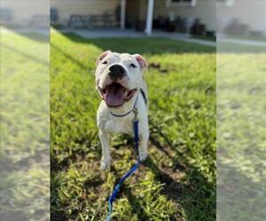 American Pit Bull Terrier Dogs for adoption in Vero Beach, FL, USA