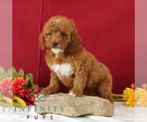 Goldendoodle Puppy for sale in GORDONVILLE, PA, USA