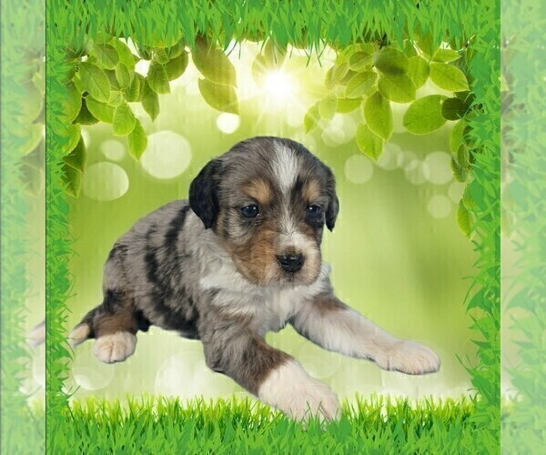 Medium Photo #12 Bernedoodle (Miniature) Puppy For Sale in BLACK FOREST, CO, USA