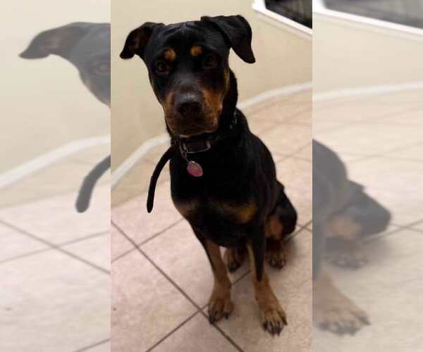 Medium Photo #4 Rottweiler Puppy For Sale in San Antonio, TX, USA