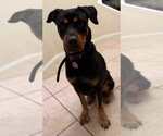 Small #3 Rottweiler