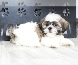Shih Tzu Puppy for sale in MARIETTA, GA, USA