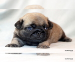 Small #10 Pug