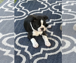 Boston Terrier Puppy for Sale in WILMINGTON, Ohio USA