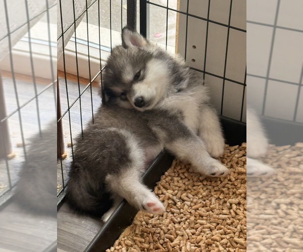 Medium Photo #7 Alaskan Malamute Puppy For Sale in ORINDA, CA, USA