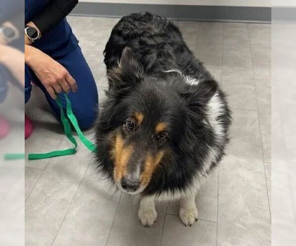 Medium Photo #2 Mutt Puppy For Sale in Dublin, OH, USA