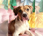 Small #7 American Pit Bull Terrier Mix