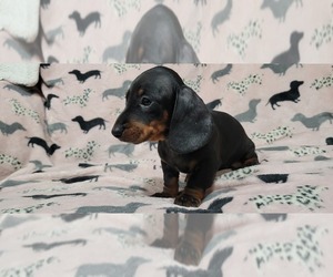 Dachshund Puppy for sale in HUNTINGTON PARK, CA, USA