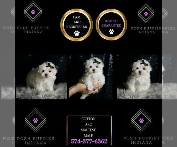 Medium Photo #7 Maltese Puppy For Sale in WARSAW, IN, USA