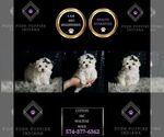 Small #6 Maltese