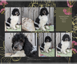 Poodle (Standard) Puppy for sale in FORT COLLINS, CO, USA