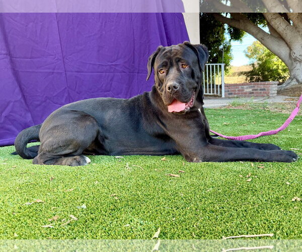 Medium Photo #3 Mutt Puppy For Sale in Goodyear, AZ, USA