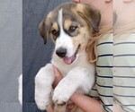 Small #6 German Shepherd Dog-Siberian Husky Mix