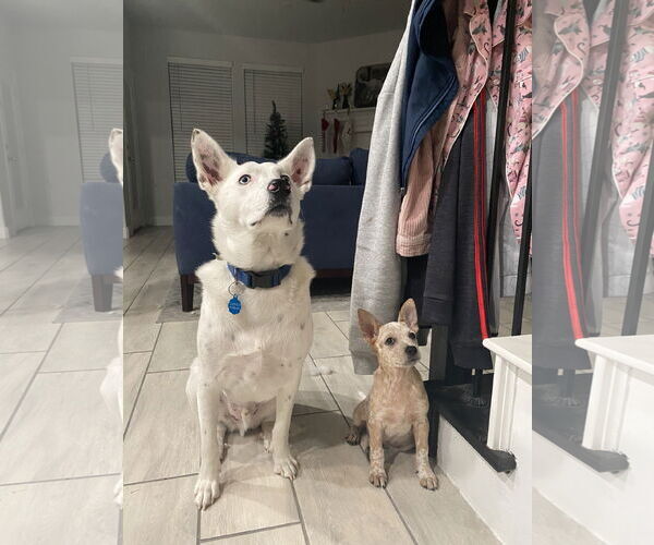 Medium Photo #2 Australian Shepherd-Unknown Mix Puppy For Sale in Dallas, TX, USA