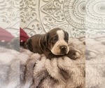Small Photo #21 Bulldog Puppy For Sale in FAIRFIELD, IA, USA