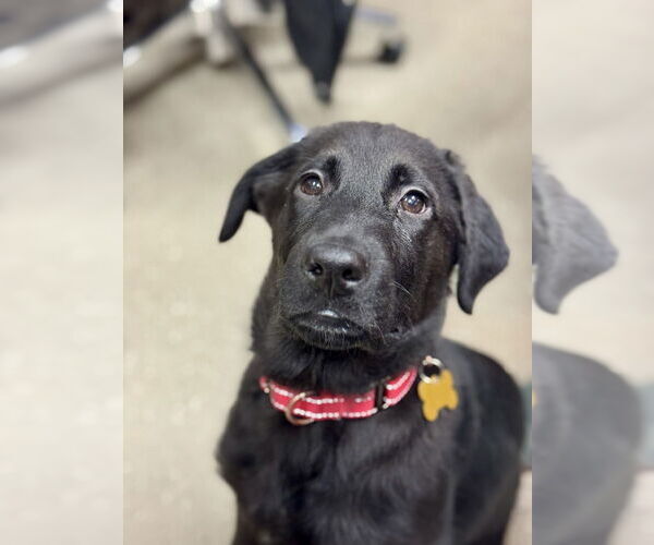 Medium Photo #1 Labrador Retriever Puppy For Sale in Mundelein, IL, USA