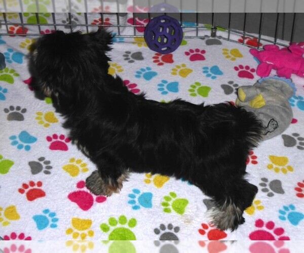 Medium Photo #6 Havashire Puppy For Sale in ORO VALLEY, AZ, USA