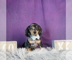 Small Photo #3 Dachshund Puppy For Sale in WARSAW, IN, USA