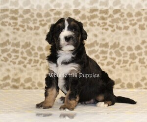 Miniature Bernedoodle Puppy for sale in DENVER, PA, USA