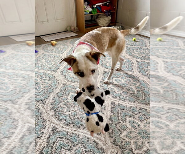 Medium Photo #4 Mutt Puppy For Sale in San Leon, TX, USA