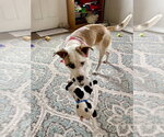 Small #3 Mutt