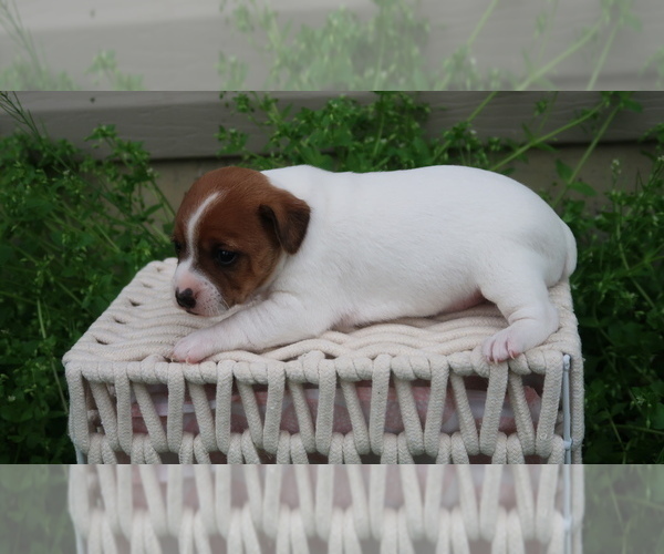 Medium Photo #3 Jack-Rat Terrier Puppy For Sale in FREDONIA, KY, USA
