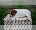 Small Photo #3 Jack-Rat Terrier Puppy For Sale in FREDONIA, KY, USA