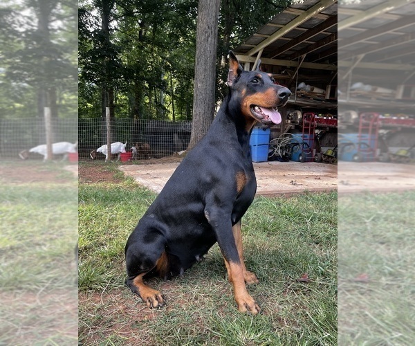Medium Photo #1 Doberman Pinscher Puppy For Sale in NEWTON, NC, USA