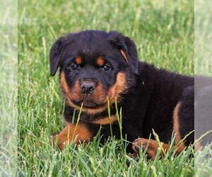 Rottweiler Puppy for sale in LITITZ, PA, USA