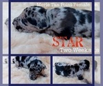 Small Photo #5 Great Dane Puppy For Sale in SALTVILLE, VA, USA