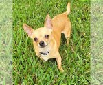 Small Photo #2 Chihuahua Puppy For Sale in Plantation, FL, USA