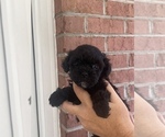 Puppy Puppy 4 Poodle (Toy)-ShihPoo Mix