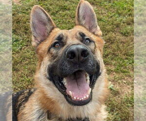 German Shepherd Dog Dogs for adoption in columbia, SC, USA