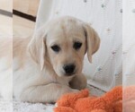 Small Photo #11 Labrador Retriever Puppy For Sale in SYRACUSE, IN, USA