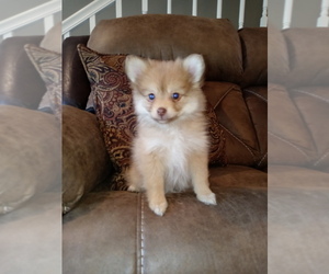 Pomeranian Puppy for sale in WINFIELD, KS, USA