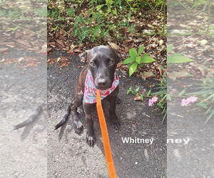 Labrador Retriever-Unknown Mix Dogs for adoption in Virginia Beach, VA, USA