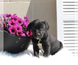 Dalmatian-English Cream Golden Retriever Mix Puppy for sale in FREDERICKSBURG, OH, USA