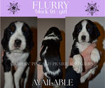 Puppy Flurry English Springer Spaniel